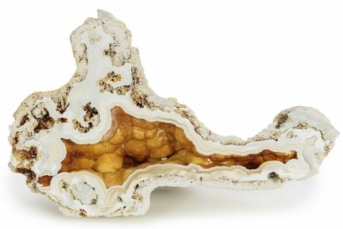 Agatized Fossil Coral Geode - Florida #256505